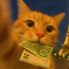 猫猫猫猫
