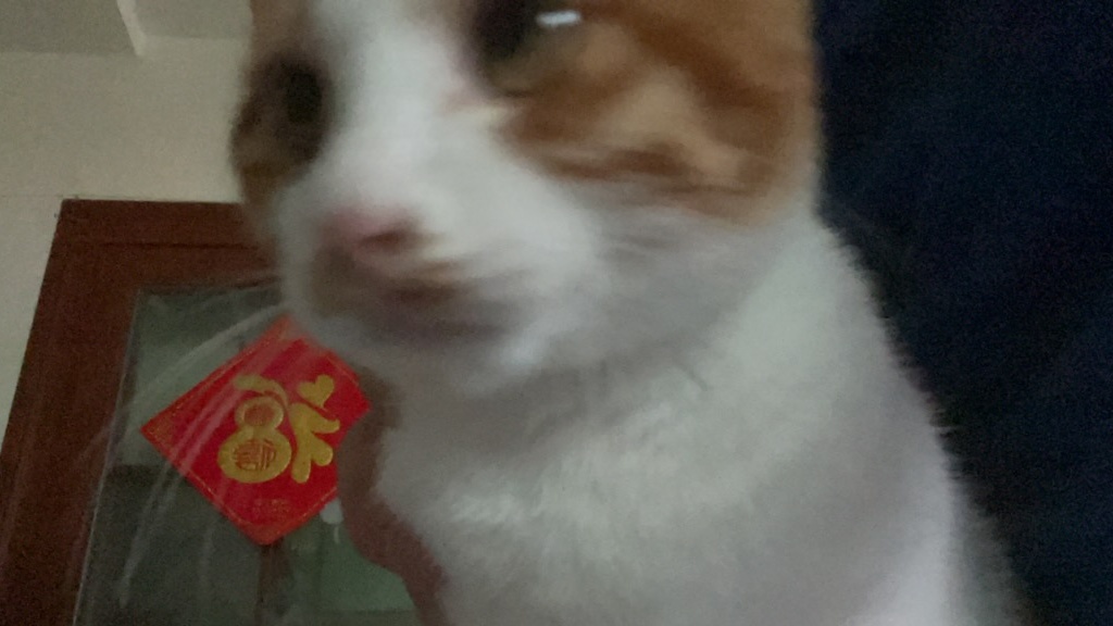 小猫吃西瓜