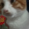 小猫吃西瓜