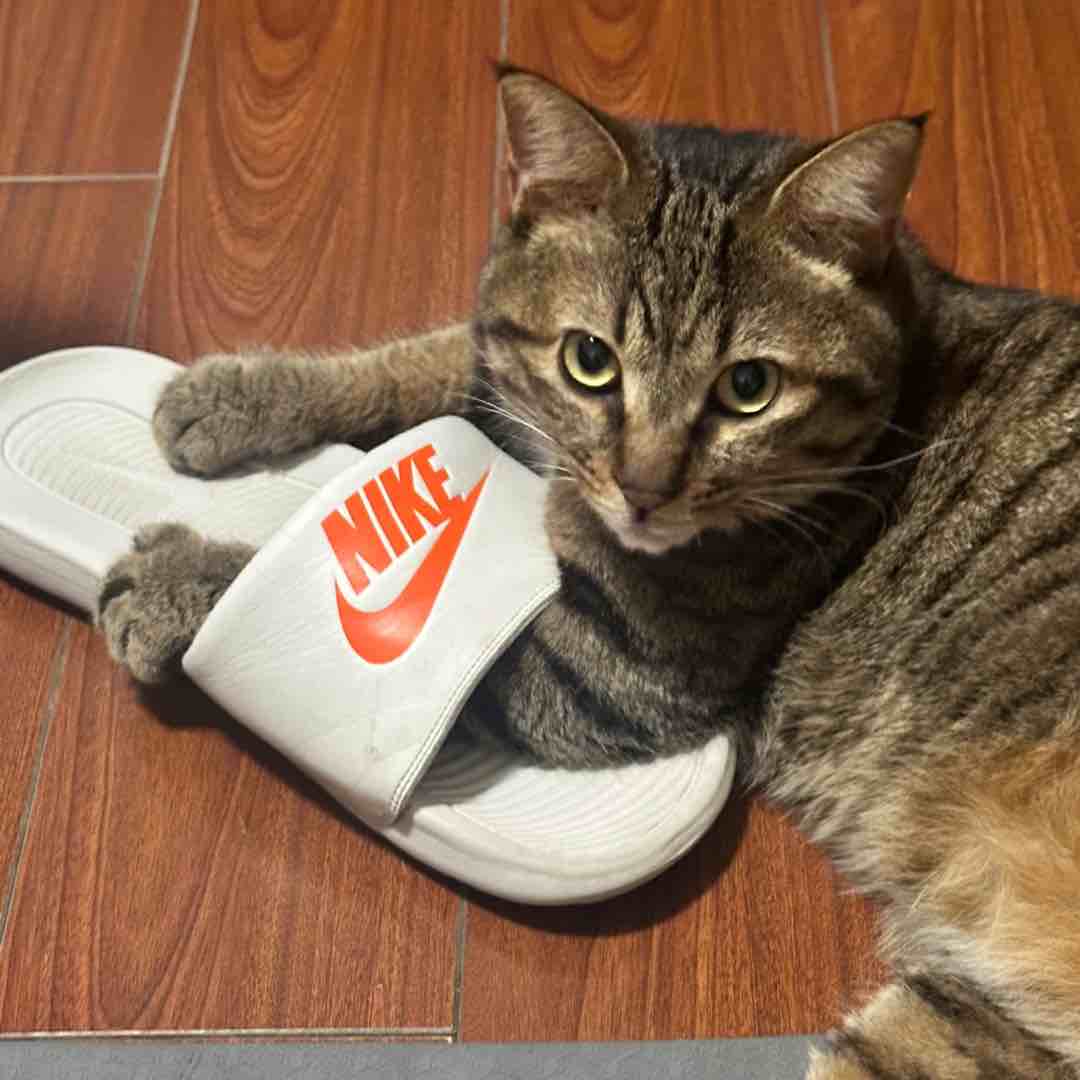 哈基咪666