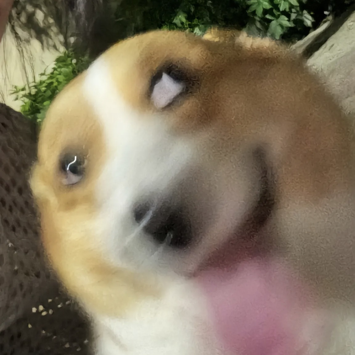 玩家1198590048266522624