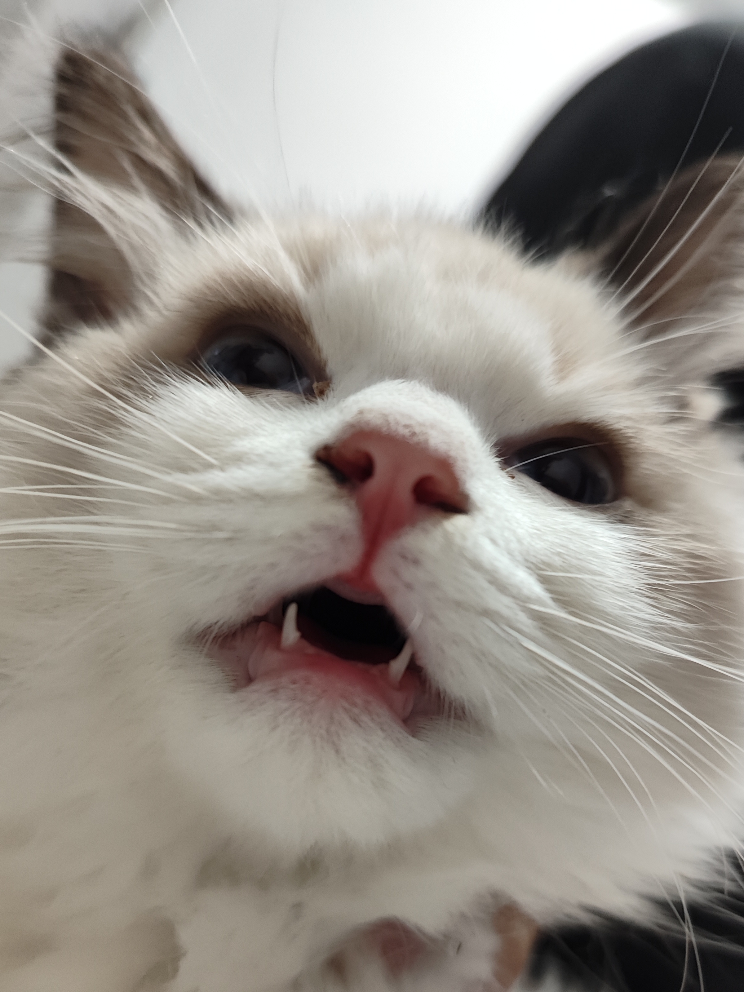 叱咤月海鱼鱼猫