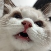 叱咤月海鱼鱼猫