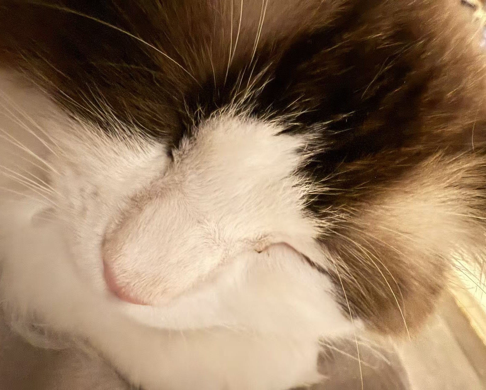 改名了能给我吃点吗