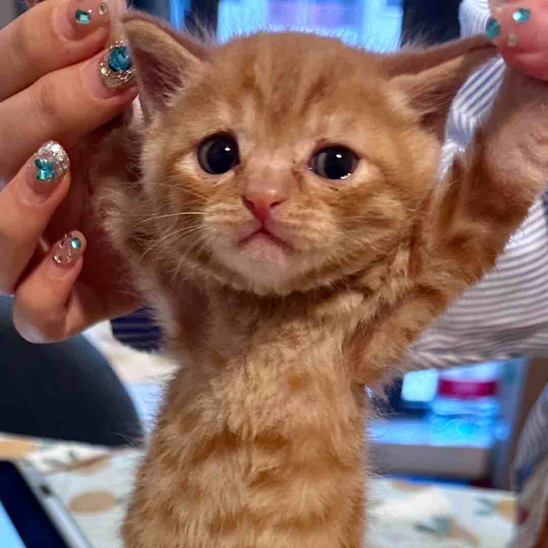 马西西无限资本