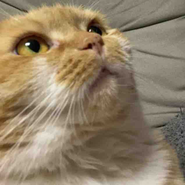 玩家1417684905440329728