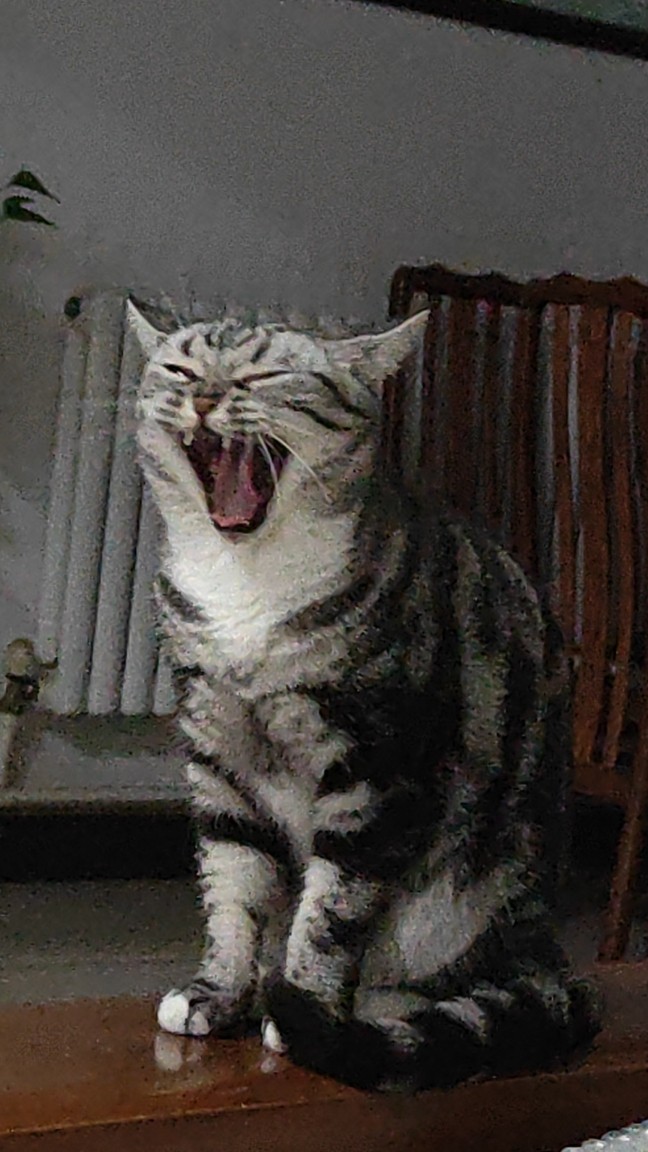 哈基米南北绿豆