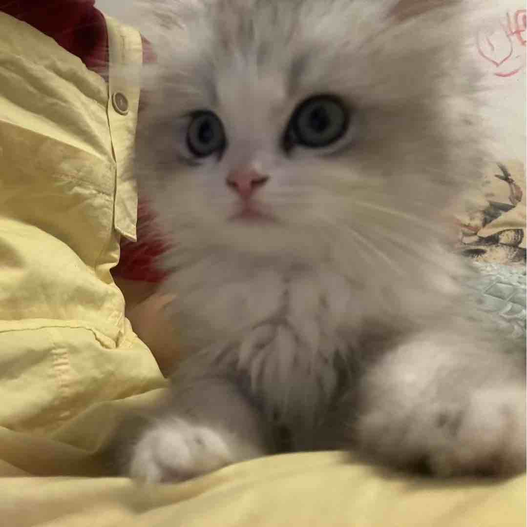 在校十八女大自用