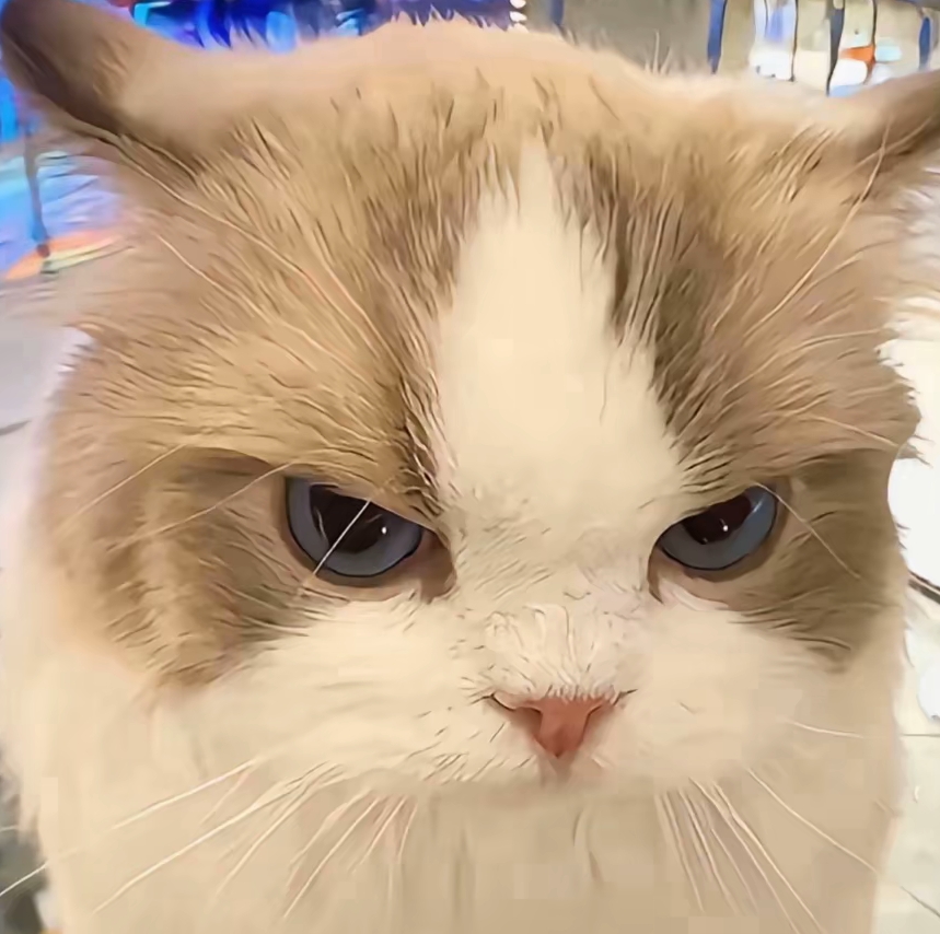 我和我的猫爱你