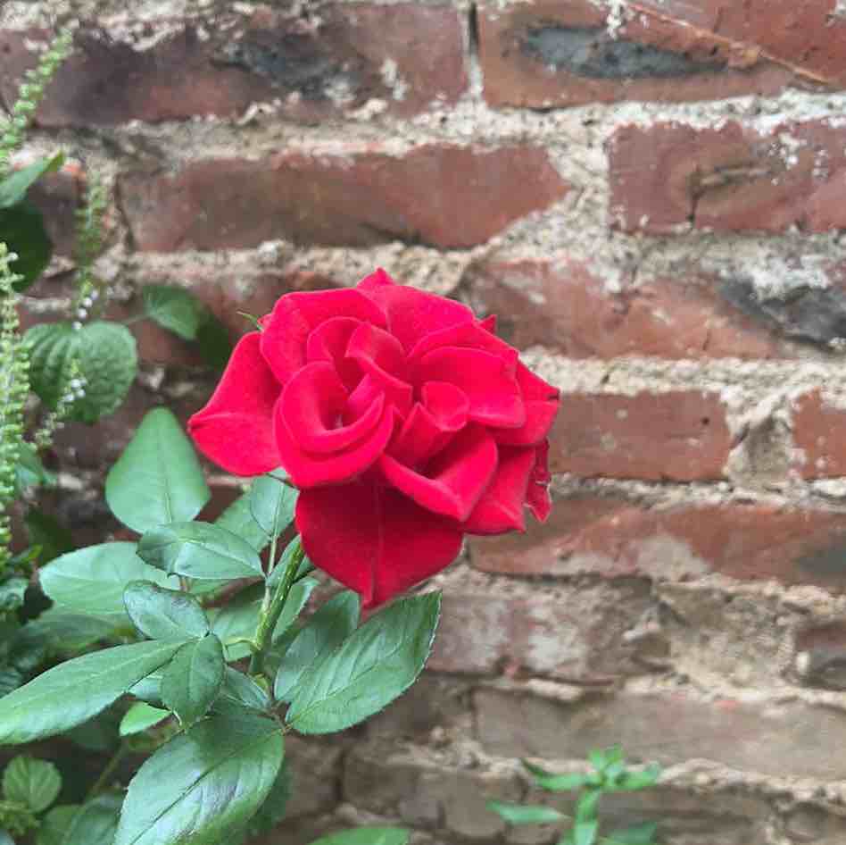 玩家1393776934134546432