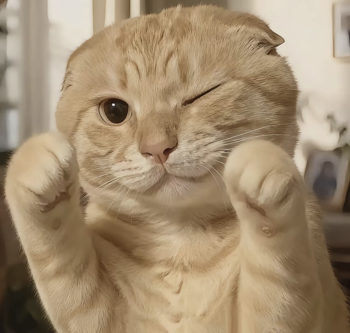 迪奥大哥帮忙转租