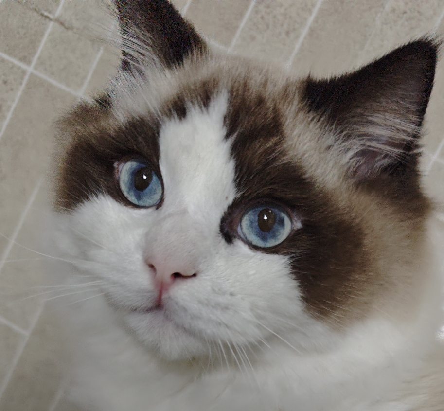 玩家965580515492982784