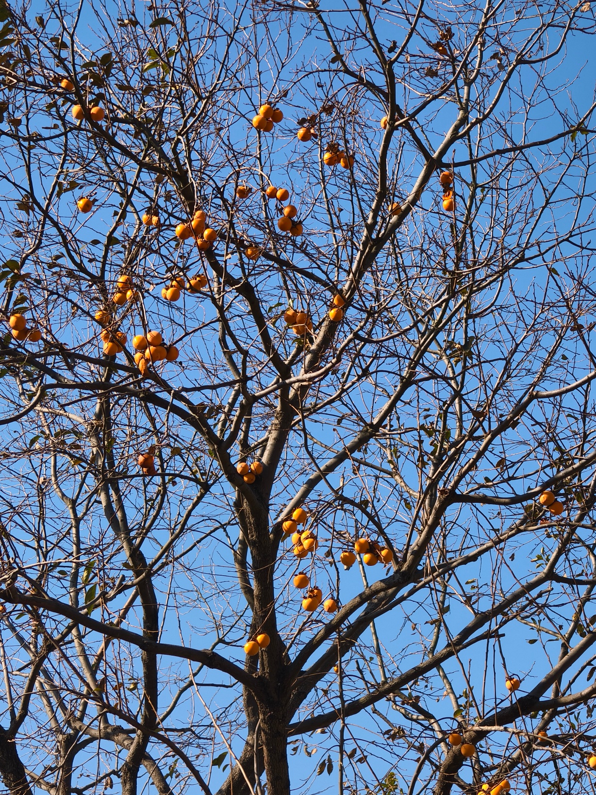 玩家1469089631573999616