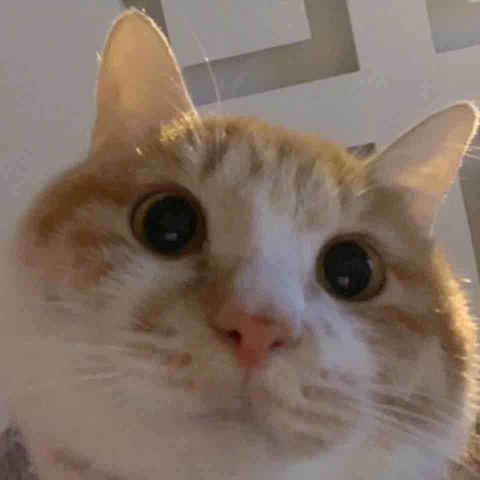 猫猫警官四点前会发货