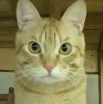 女大学生一手自用