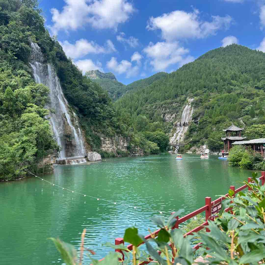 青岛大呲花