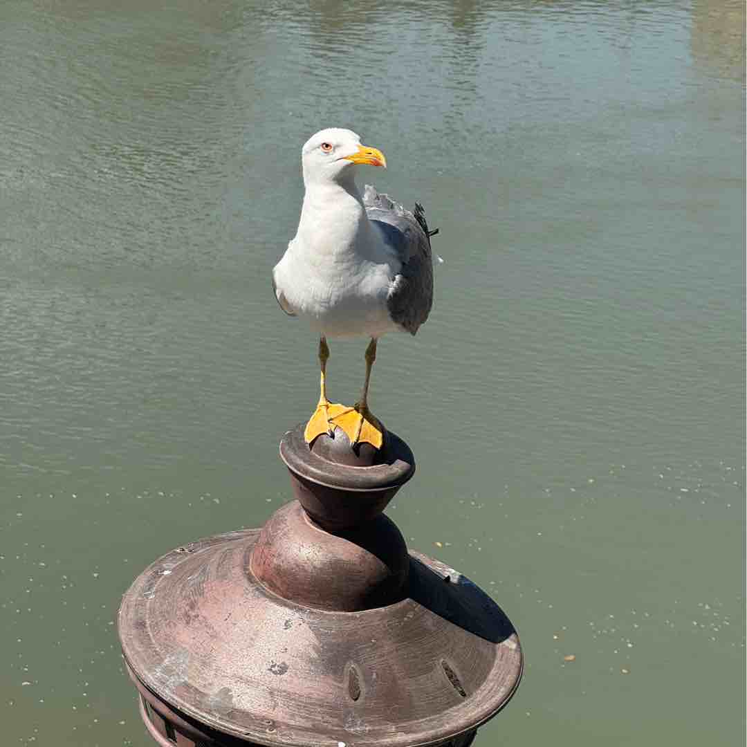依旧逍逍