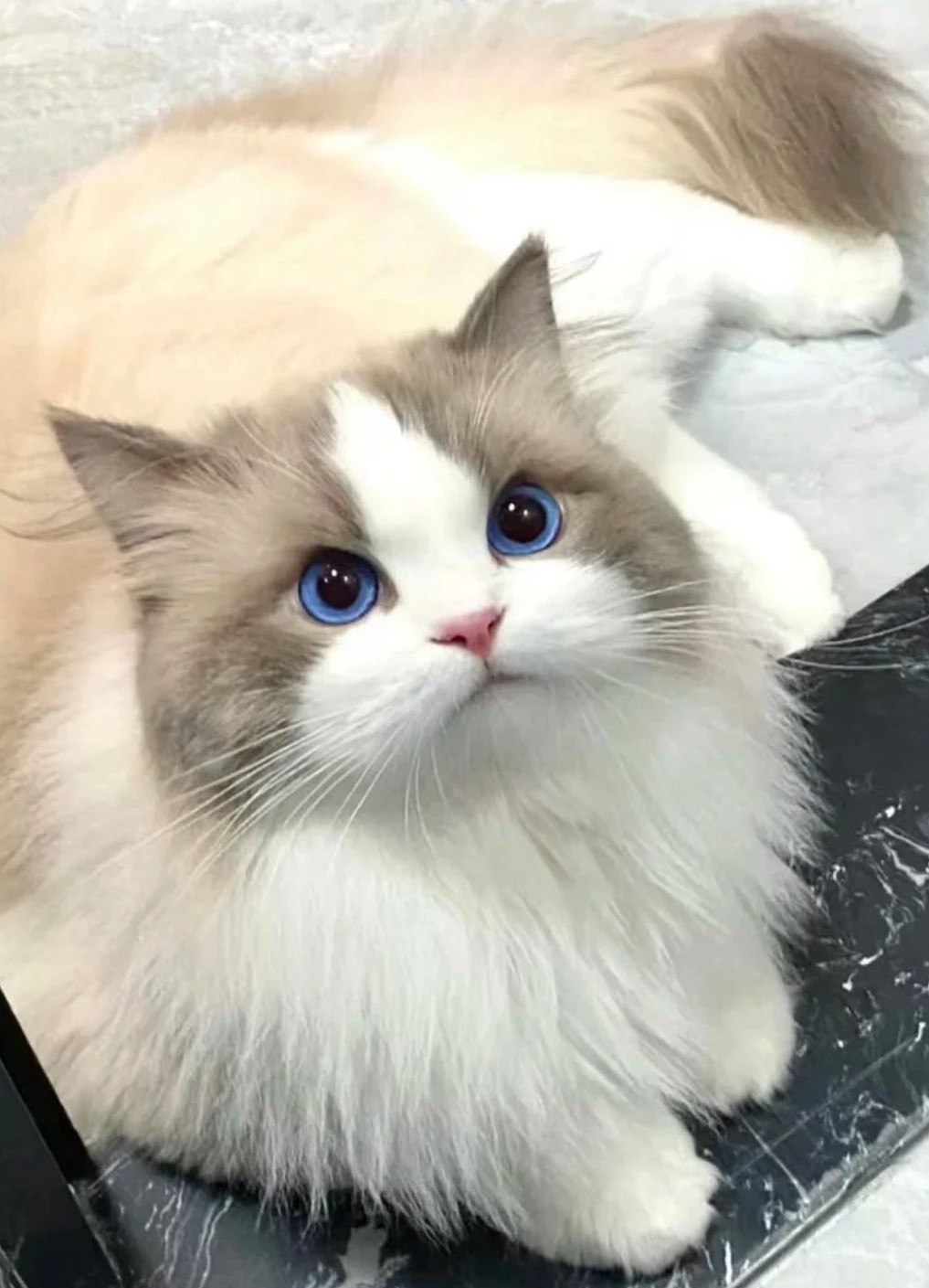 流泪诗人