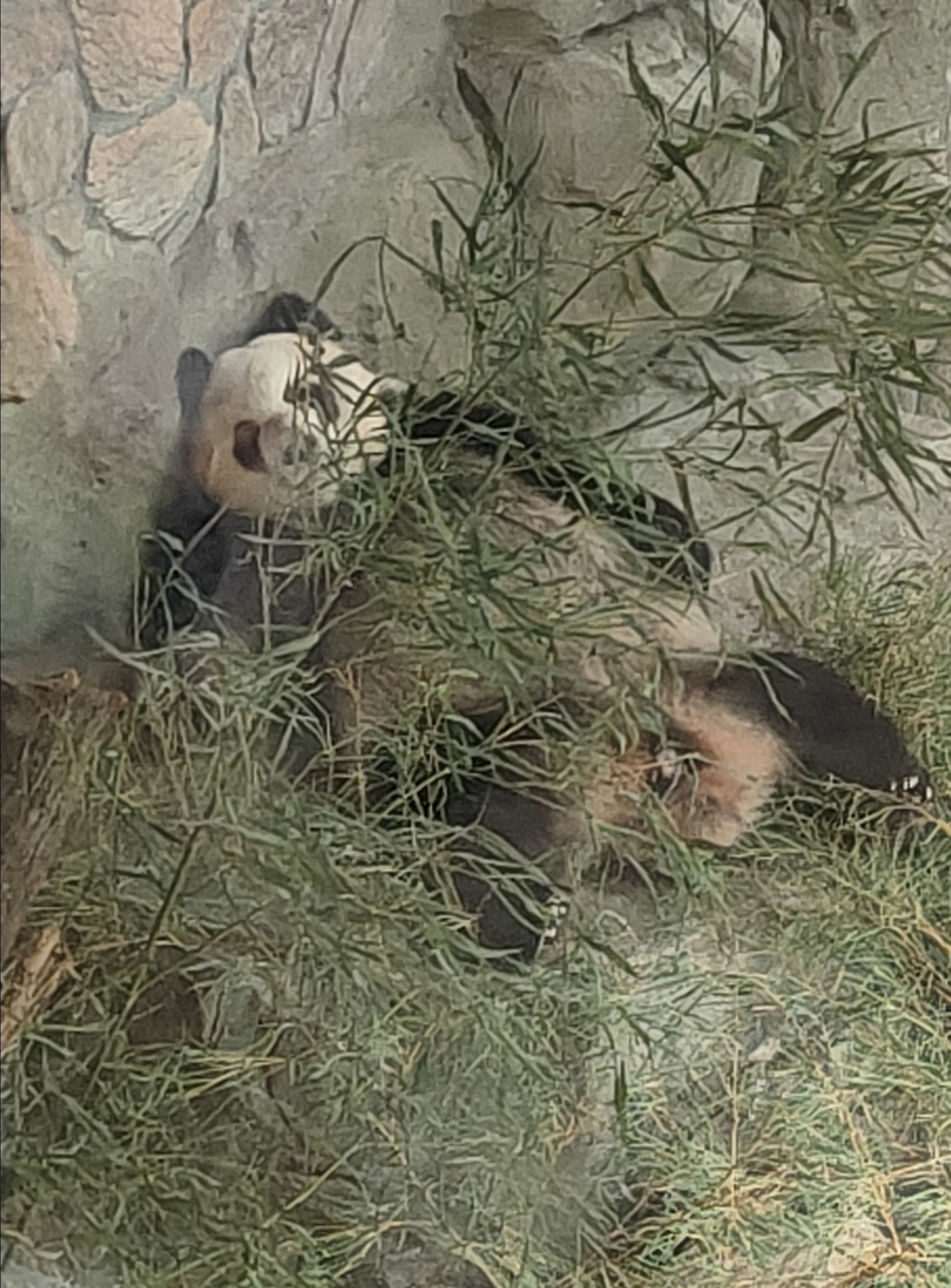 真的就不给吗