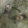 真的就不给吗