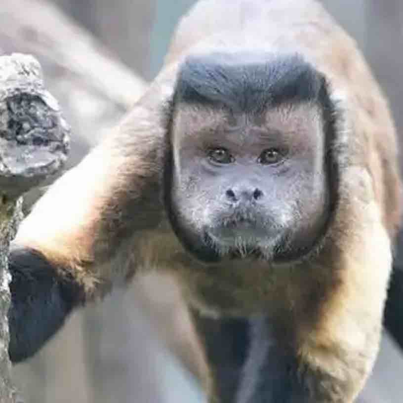 玩家1040927696272072704