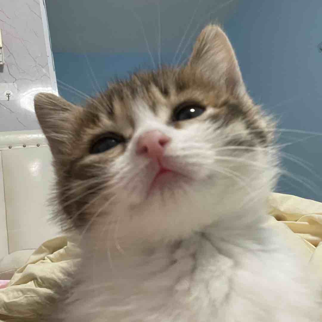 玩家1458856132863852544