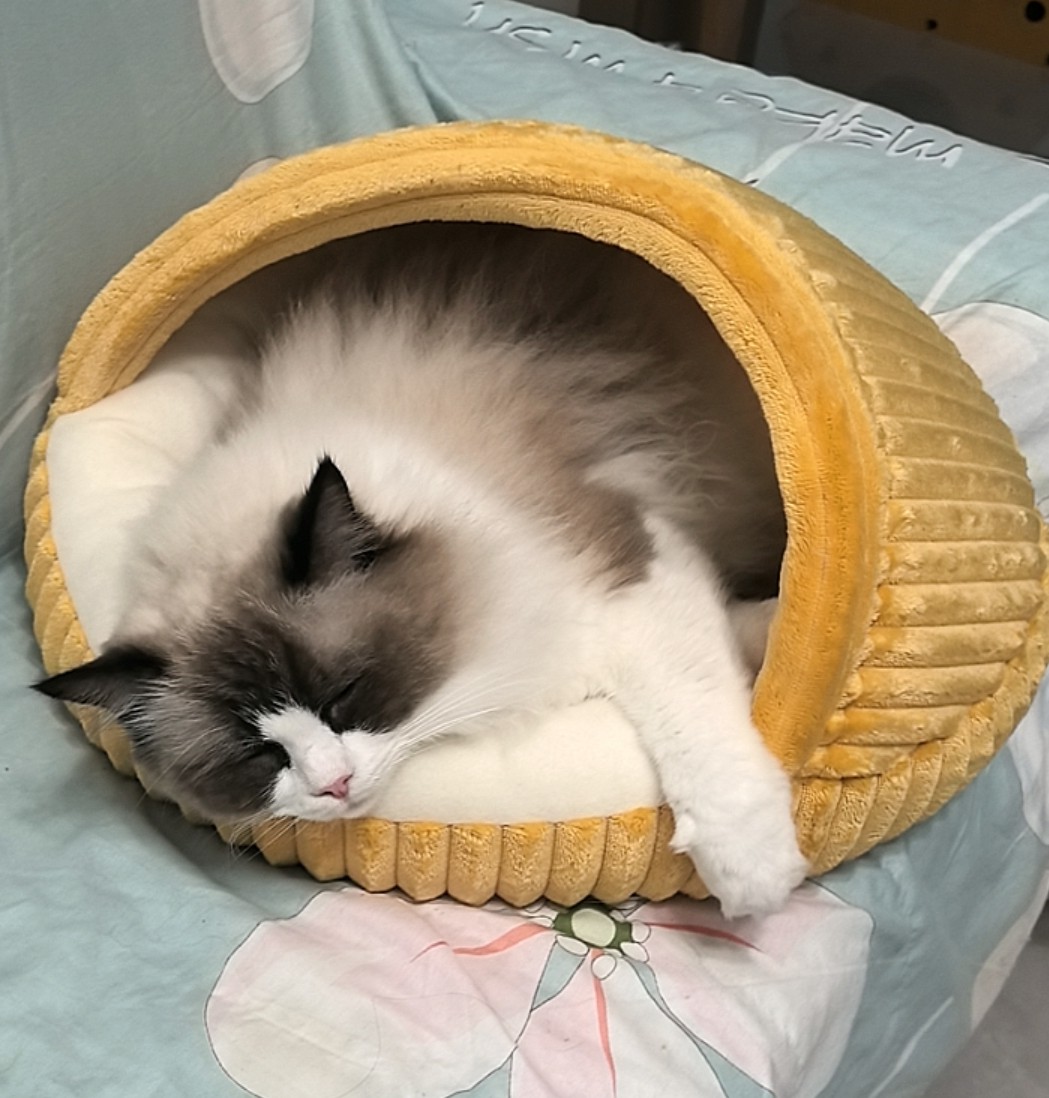 为了爪子刀而努力赚钱