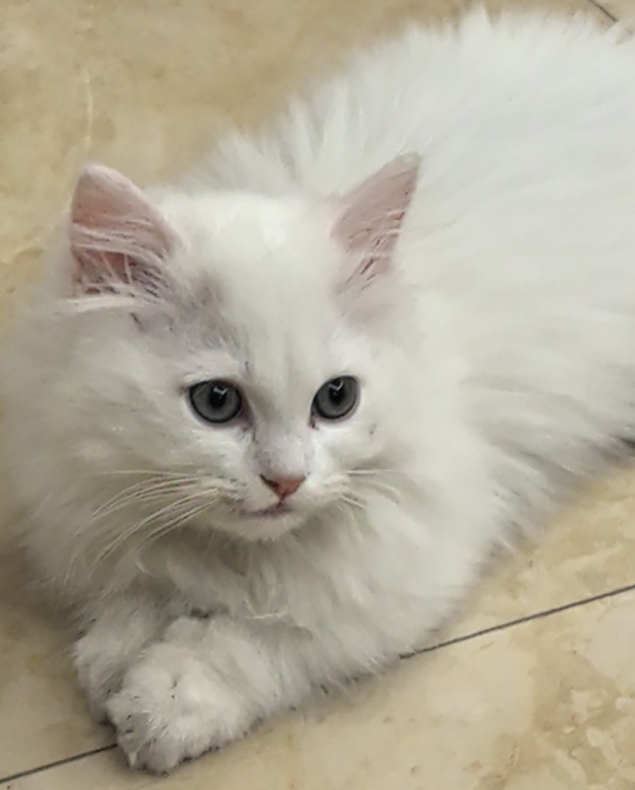 求购丢谢谢爹们