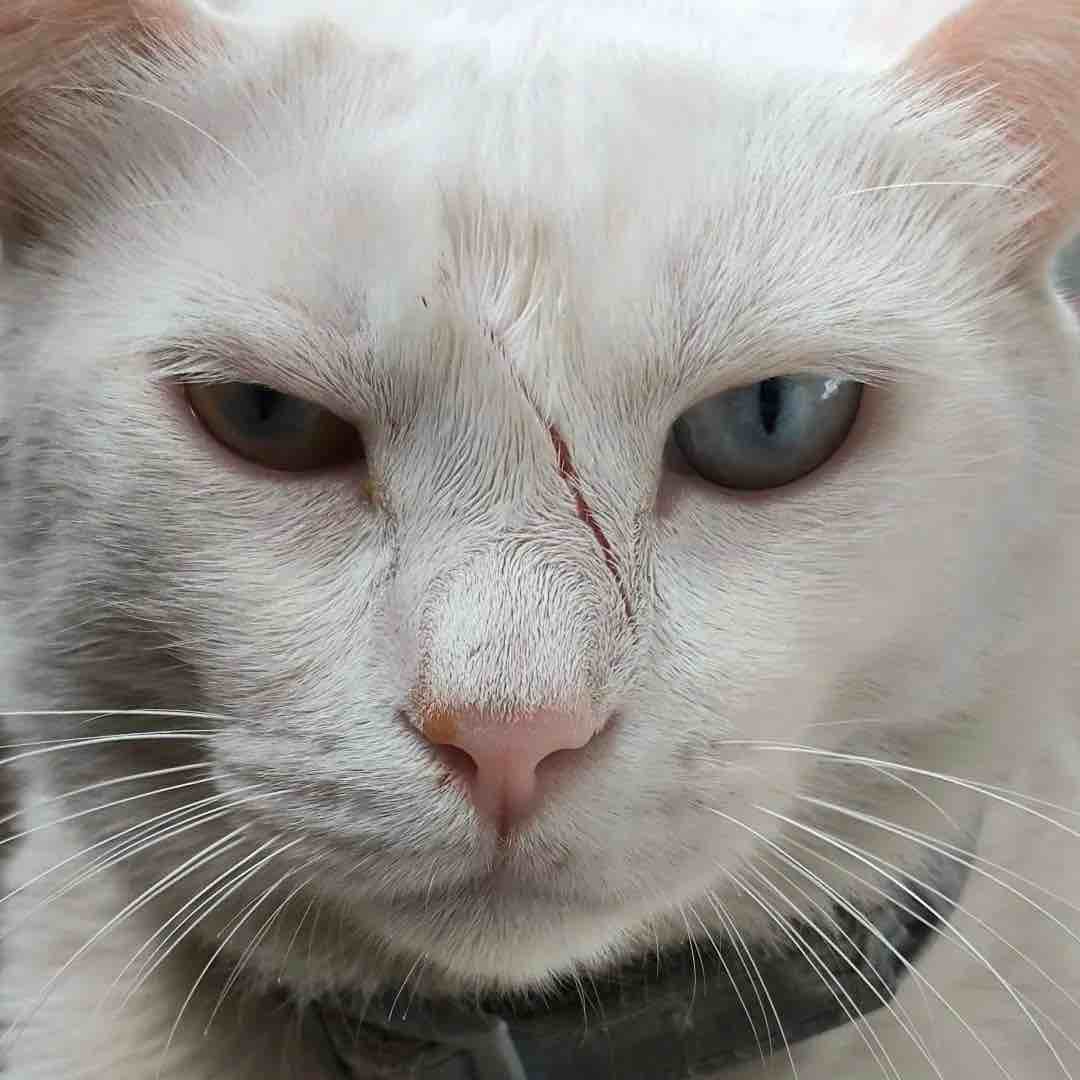 我见青山如青山见我