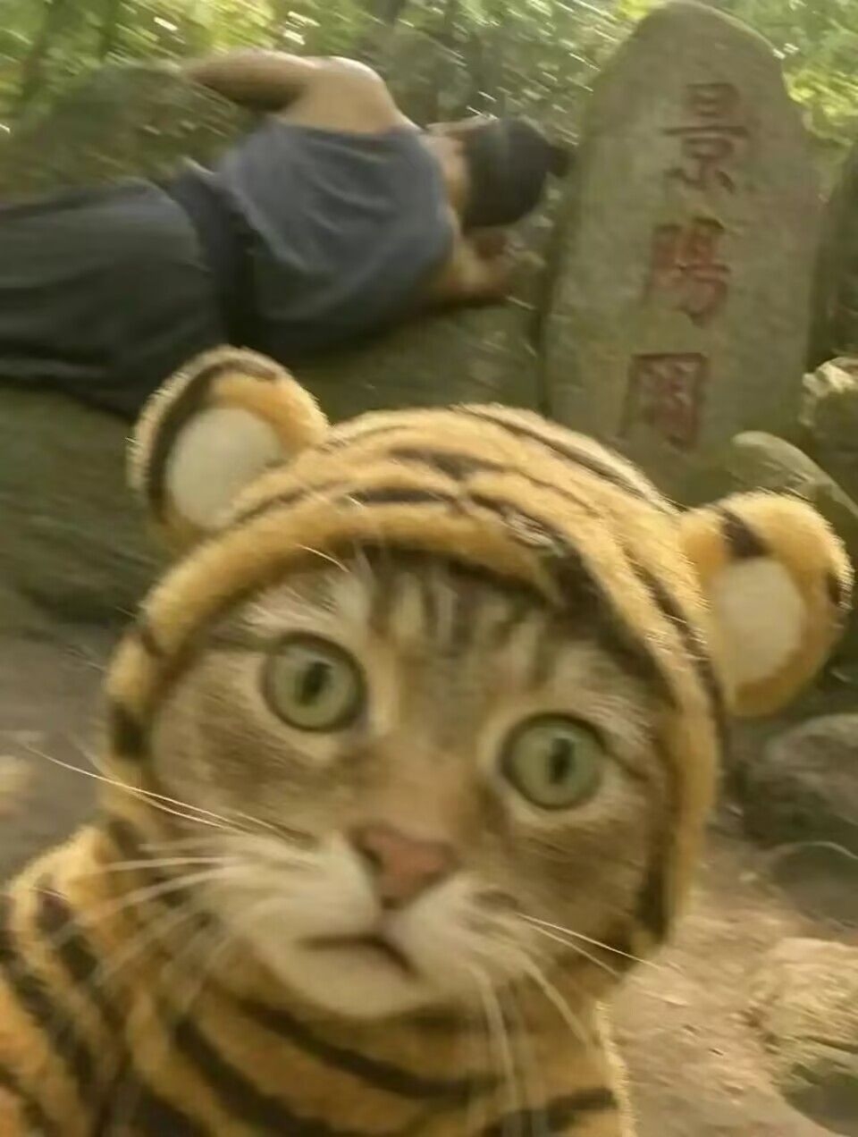 哈基米南北绿豆