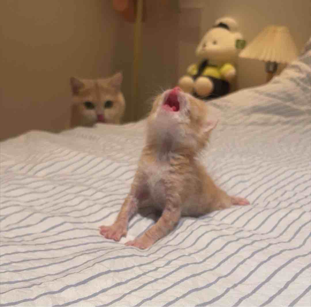 大东老师在线秒收发