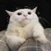 玩家743423036829093888