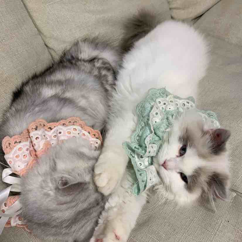 小峰鸭