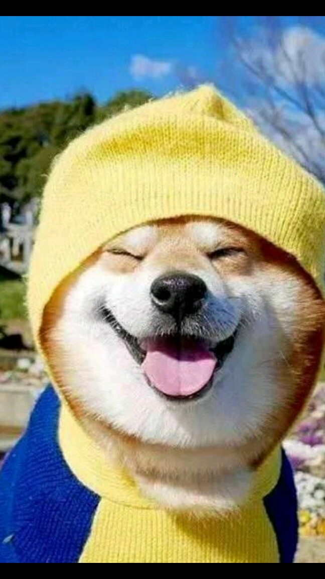 求购丢我发大财