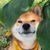 下次一定