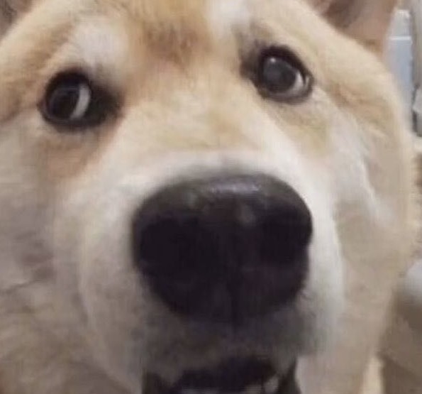 大鱼游走惹
