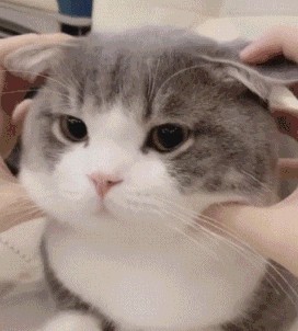 竹