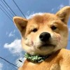 百世常流转