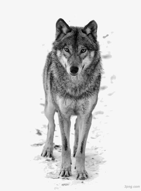 北极孤独的野狼