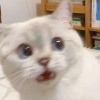彭于晏