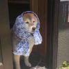 玩家82855314