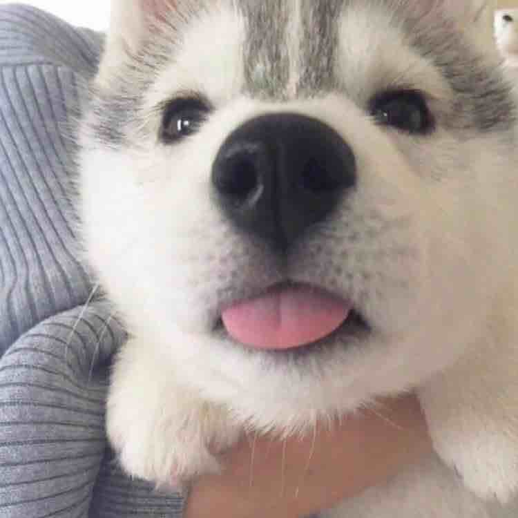 雅雅雅泽