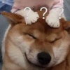 安和桥南