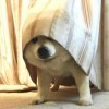 玩家901325730326941696