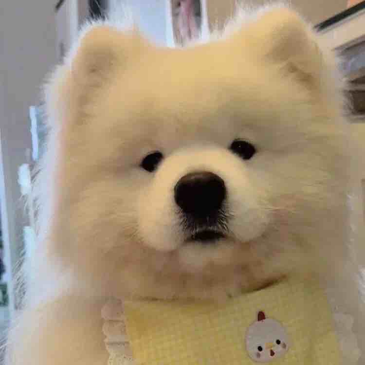 玩家966291544163909632