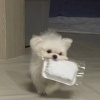 告吾人