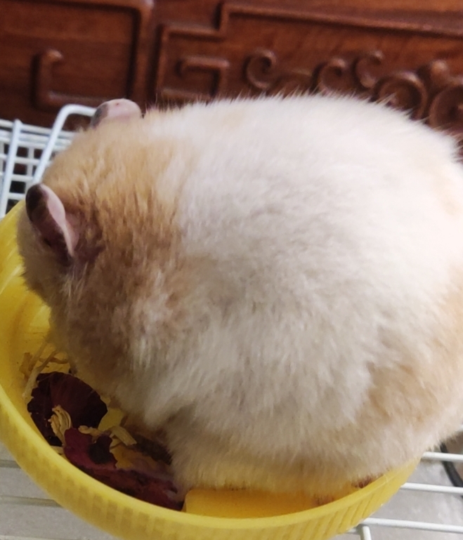 老板求你了我自用