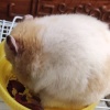 老板求你了我自用