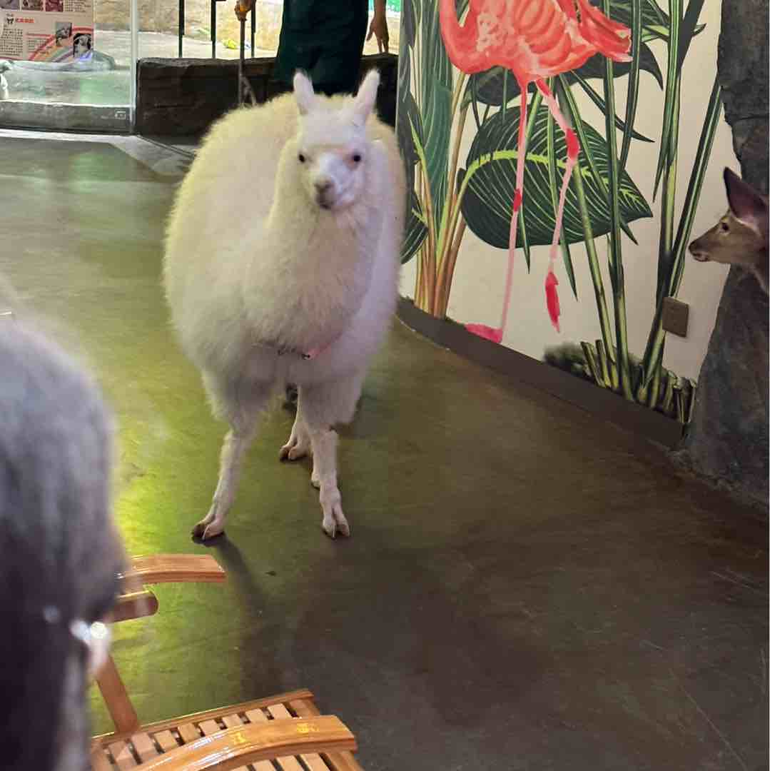 玩家1072270273735933952