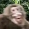 落樱不及